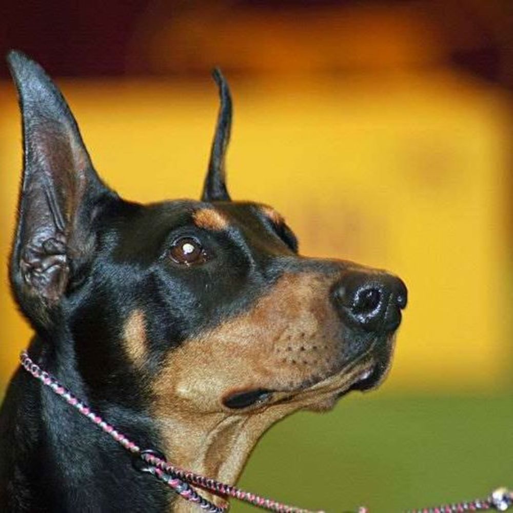 Meet your Posher, Denise